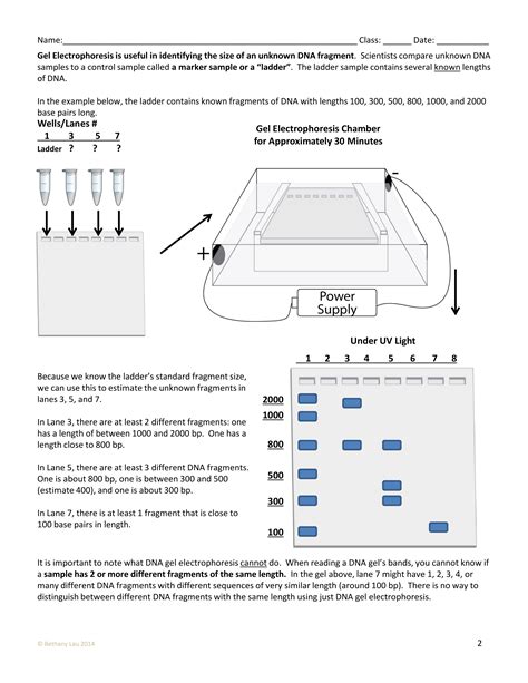 gel electrophoresis practice worksheet answers pdf